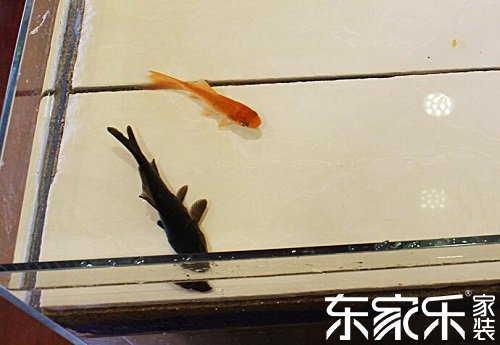 可以養魚的環保防水涂料