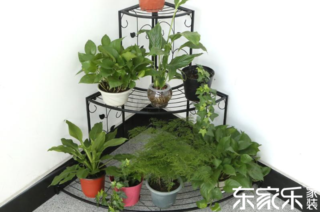 墻角綠植觀賞區