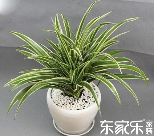 綠色植物清除室內(nèi)有害物質(zhì)